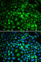RuvB Like AAA ATPase 2 antibody, 14-511, ProSci, Immunofluorescence image 