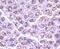CCCTC-Binding Factor antibody, NBP2-67001, Novus Biologicals, Immunohistochemistry paraffin image 
