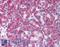 Ik1 antibody, LS-A9579, Lifespan Biosciences, Immunohistochemistry frozen image 