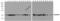 GAPDH antibody, PM-7571, ProSci Inc, Western Blot image 