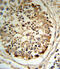 Plasminogen Activator, Tissue Type antibody, 62-457, ProSci, Immunohistochemistry paraffin image 