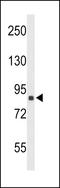 Transportin-1 antibody, LS-B10559, Lifespan Biosciences, Western Blot image 