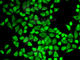 Interleukin 7 Receptor antibody, A1230, ABclonal Technology, Immunofluorescence image 