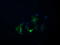 DIX Domain Containing 1 antibody, LS-B10934, Lifespan Biosciences, Immunofluorescence image 