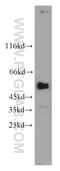 Protein Phosphatase 4 Regulatory Subunit 2 antibody, 22676-1-AP, Proteintech Group, Western Blot image 