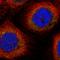 Dihydrouridine Synthase 2 antibody, HPA043528, Atlas Antibodies, Immunocytochemistry image 