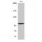 Ubiquitin Like Modifier Activating Enzyme 7 antibody, LS-C386560, Lifespan Biosciences, Western Blot image 