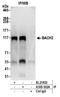 BTB Domain And CNC Homolog 2 antibody, A305-502A, Bethyl Labs, Immunoprecipitation image 