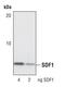 C-X-C Motif Chemokine Ligand 12 antibody, PA5-17238, Invitrogen Antibodies, Western Blot image 