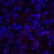 V-Set Immunoregulatory Receptor antibody, LS-C669111, Lifespan Biosciences, Immunofluorescence image 