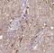 Dynein Light Chain Tctex-Type 3 antibody, FNab02591, FineTest, Immunohistochemistry frozen image 