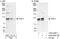 Tuftelin Interacting Protein 11 antibody, A302-549A, Bethyl Labs, Western Blot image 