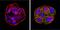 Cytochrome P450 Family 1 Subfamily A Member 2 antibody, MA3-036, Invitrogen Antibodies, Immunofluorescence image 