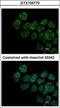 Interferon Alpha And Beta Receptor Subunit 2 antibody, GTX105770, GeneTex, Immunocytochemistry image 
