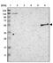 Proline-Serine-Threonine Phosphatase Interacting Protein 1 antibody, PA5-52712, Invitrogen Antibodies, Western Blot image 