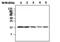 Cofilin 1 antibody, MA5-17223, Invitrogen Antibodies, Western Blot image 