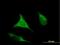 Eukaryotic Translation Initiation Factor 2B Subunit Gamma antibody, H00008891-B01P, Novus Biologicals, Immunofluorescence image 