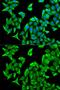 Proteasome 26S Subunit, Non-ATPase 9 antibody, GTX54558, GeneTex, Immunofluorescence image 