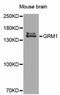 Glutamate Metabotropic Receptor 1 antibody, MBS128107, MyBioSource, Western Blot image 