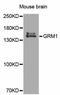 Glutamate Metabotropic Receptor 1 antibody, MBS128107, MyBioSource, Western Blot image 