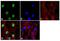 Casein Kinase 1 Epsilon antibody, 487600, Invitrogen Antibodies, Immunofluorescence image 