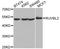 RuvB Like AAA ATPase 2 antibody, A12564, ABclonal Technology, Western Blot image 