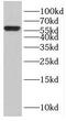 Ectonucleoside Triphosphate Diphosphohydrolase 3 antibody, FNab02783, FineTest, Western Blot image 