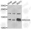 Programmed Cell Death 5 antibody, A7298, ABclonal Technology, Western Blot image 