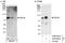 Kinesin-like protein KIF2C antibody, A300-921A, Bethyl Labs, Immunoprecipitation image 