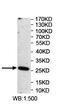 Oxidative Stress Induced Growth Inhibitor Family Member 2 antibody, abx122927, Abbexa, Enzyme Linked Immunosorbent Assay image 