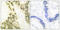 Thyroid Hormone Receptor Alpha antibody, LS-C118593, Lifespan Biosciences, Immunohistochemistry frozen image 