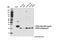 Vacuolar protein sorting-associated protein 29 antibody, 73540S, Cell Signaling Technology, Western Blot image 