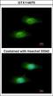 Glutamate-Cysteine Ligase Modifier Subunit antibody, GTX114075, GeneTex, Immunocytochemistry image 