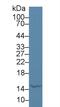 Lactalbumin Alpha antibody, MBS2028392, MyBioSource, Western Blot image 