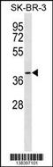 Sideroflexin 3 antibody, 59-940, ProSci, Western Blot image 