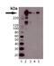 Protein Kinase, DNA-Activated, Catalytic Subunit antibody, A00645, Boster Biological Technology, Western Blot image 