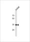 SRY-Box 18 antibody, LS-C161400, Lifespan Biosciences, Western Blot image 