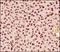 Methyl-CpG Binding Protein 2 antibody, NB100-56326, Novus Biologicals, Immunohistochemistry frozen image 
