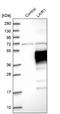 Leukocyte-associated immunoglobulin-like receptor 1 antibody, NBP1-84590, Novus Biologicals, Western Blot image 