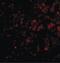 DNA Damage Regulated Autophagy Modulator 1 antibody, LS-B2726, Lifespan Biosciences, Immunofluorescence image 