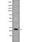 RAB1B, Member RAS Oncogene Family antibody, abx218112, Abbexa, Western Blot image 