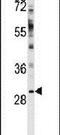 WW Domain Binding Protein 2 antibody, PA5-14894, Invitrogen Antibodies, Western Blot image 