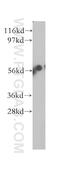 Triokinase And FMN Cyclase antibody, 12224-1-AP, Proteintech Group, Western Blot image 