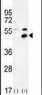 Membrane Palmitoylated Protein 1 antibody, PA5-24201, Invitrogen Antibodies, Western Blot image 
