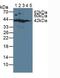 Sorbitol Dehydrogenase antibody, MBS2027793, MyBioSource, Western Blot image 