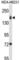 Integrin Subunit Alpha 2 antibody, abx034207, Abbexa, Western Blot image 