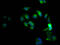 C-X-C Motif Chemokine Receptor 4 antibody, CSB-RA569311A0HU, Cusabio, Immunofluorescence image 