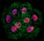 Histone Deacetylase 3 antibody, 685203, BioLegend, Immunofluorescence image 
