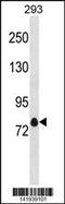 Potassium Voltage-Gated Channel Subfamily A Member 4 antibody, 60-814, ProSci, Western Blot image 