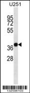 CD320 Molecule antibody, 56-874, ProSci, Western Blot image 